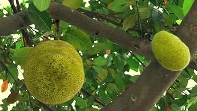 菠萝蜜热带新鲜水果果实植物果树4K实拍视频的预览图
